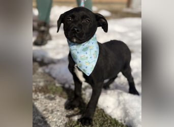 Cvita eine Miniatur Prinzessin