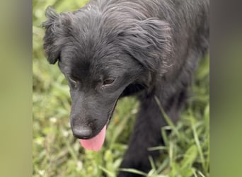 Tonio ein lovely dog