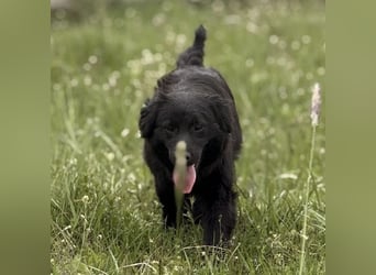 Tonio ein lovely dog