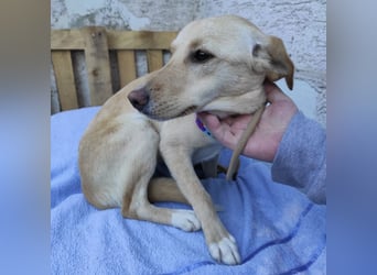 Ajša eine wundervolle Begleiterin fürs Leben