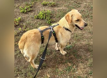 Benni ein absoluter Traum