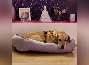 Benni ein absoluter Traum