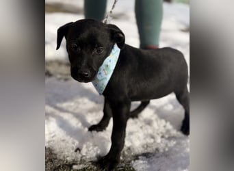 Cvita eine Miniatur Prinzessin