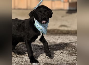 Cvita eine Miniatur Prinzessin