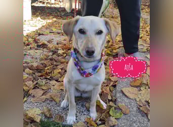 Ajša eine wundervolle Begleiterin fürs Leben