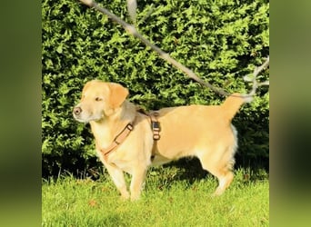 Benni ein absoluter Traum