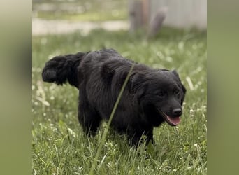 Tonio ein lovely dog