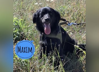 Maxim ein schwarzer Sonnenschein