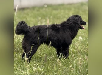 Tonio ein lovely dog