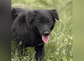 Tonio ein lovely dog