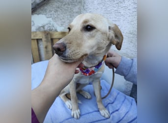 Ajša eine wundervolle Begleiterin fürs Leben