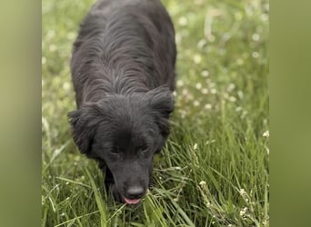 Tonio ein lovely dog