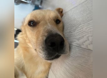 Benni ein absoluter Traum