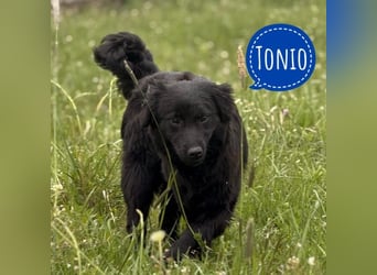 Tonio ein lovely dog