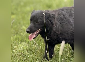 Tonio ein lovely dog