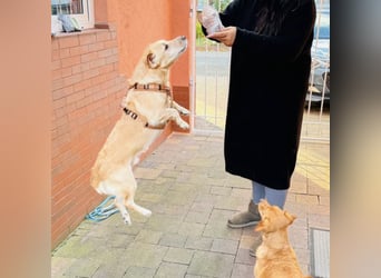 Benni ein absoluter Traum