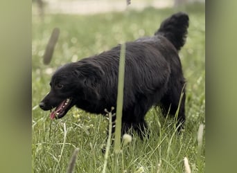 Tonio ein lovely dog