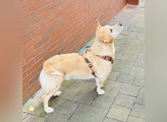 Benni ein absoluter Traum