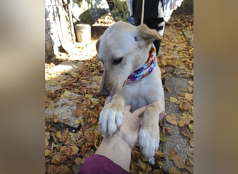 Ajša eine wundervolle Begleiterin fürs Leben