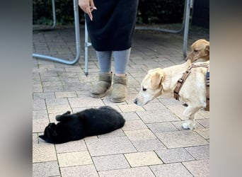 Benni ein absoluter Traum