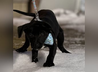 Cvita eine Miniatur Prinzessin