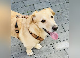 Benni ein absoluter Traum