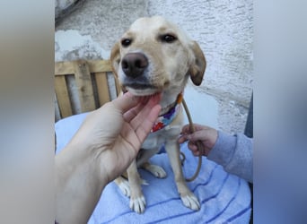 Ajša eine wundervolle Begleiterin fürs Leben