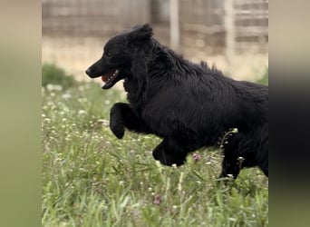 Tonio ein lovely dog