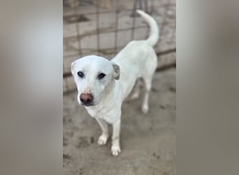 Hope Hund aus dem Tierschutz