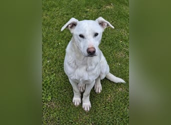 Hope Hund aus dem Tierschutz