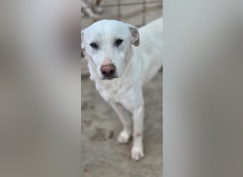 Hope Hund aus dem Tierschutz