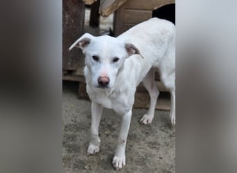 Hope Hund aus dem Tierschutz
