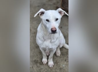 Hope Hund aus dem Tierschutz