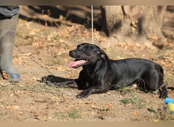 Kleiner Paul sucht seine Familie!