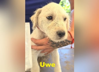 Unser zuckersüßer Labrador-Mischlingswelpen Uwe sucht sein Für-immer-Zuhause!