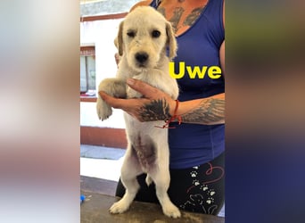 Unser zuckersüßer Labrador-Mischlingswelpen Uwe sucht sein Für-immer-Zuhause!