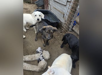 Unser zuckersüßer Labrador-Mischlingswelpen Uwe sucht sein Für-immer-Zuhause!