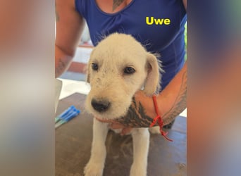 Unser zuckersüßer Labrador-Mischlingswelpen Uwe sucht sein Für-immer-Zuhause!