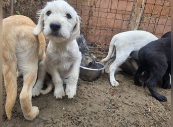 Unser zuckersüßer Labrador-Mischlingswelpen Uwe sucht sein Für-immer-Zuhause!