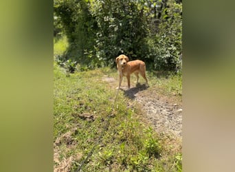 Hübsche Lapa sucht ihr Zuhause!