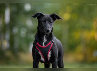 Aufgeweckte AGATHA  sucht eine Familie gerne mit Kindern