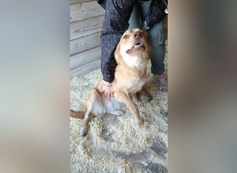 Hübsche Lapa sucht ihr Zuhause!