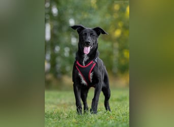 Aufgeweckte AGATHA  sucht eine Familie gerne mit Kindern