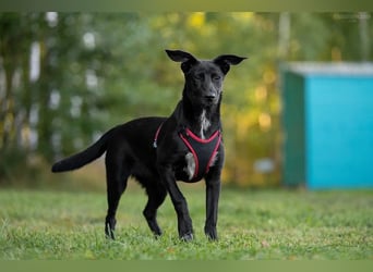 Aufgeweckte AGATHA  sucht eine Familie gerne mit Kindern