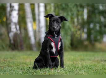 Aufgeweckte AGATHA  sucht eine Familie gerne mit Kindern