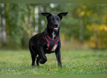 Aufgeweckte AGATHA  sucht eine Familie gerne mit Kindern