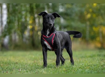 Aufgeweckte AGATHA  sucht eine Familie gerne mit Kindern