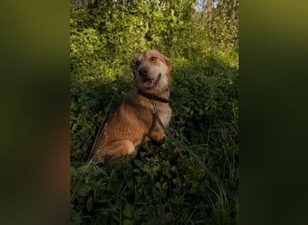 Hübsche Lapa sucht ihr Zuhause!