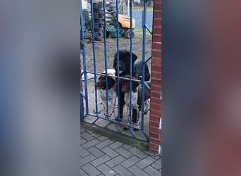 Henry sucht liebevolles zu Hause