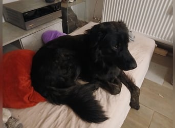 Rüde sucht liebevolles zu Hause